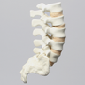 Spine, Lumbar with Tan Discs and Single Ligament, Solid Foam