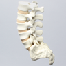 Spine, Lumbar with Tan Discs and Single Ligament, Solid Foam