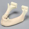 Mandible with Mucosa, Partially Edentulous