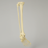 Foot and Ankle with Clubfoot and Equinus Deformities