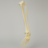 Foot and Ankle with Clubfoot and Equinus Deformities