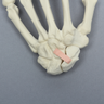 Hand with Moveable Scaphoid, Solid Foam
