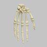 Hand with Moveable Scaphoid, Solid Foam