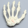 Hand with Moveable Scaphoid, Solid Foam