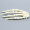 Hand with Moveable Scaphoid, Solid Foam