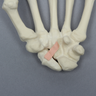 Hand with Moveable Scaphoid, Solid Foam