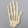 Female Hand, Arthritic, Solid Foam