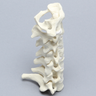 Spine, Cervical with Posterior Ligament and White Discs, Solid Foam