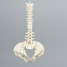 Spine, T1-Sacrum with Male Pelvis, Solid Foam