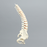 Spine, T1-Sacrum with Male Pelvis, Solid Foam