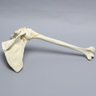 Shoulder, Articulated, Foam Cortical, Right