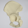 Hemi Pelvis, High-Density, Solid Foam, Left