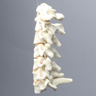 Spine, Cervical, Posterior Ligament, Solid Foam