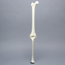 Knee with Three Non-Stretch Ligaments, Solid Foam, Full Length, Right