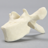 Vertebra, T5, Foam Cortical