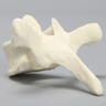 Vertebra, T5, Foam Cortical