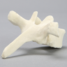 Vertebra, T5, Foam Cortical