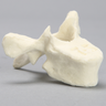 Vertebra, T5, Foam Cortical