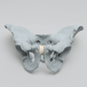 Pelvis, Full Male, Solid Foam, Radiopaque