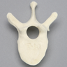 Vertebra, T10, Foam Cortical