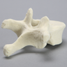 Vertebra, T10, Foam Cortical