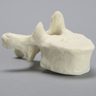 Vertebra, T10, Foam Cortical