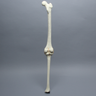 Knee with Three Stretch Tube Ligaments, Full Length, Right