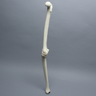 Knee with Three Stretch Tube Ligaments, Full Length, Right
