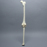 Knee with Three Stretch Tube Ligaments, Full Length, Right