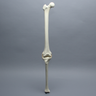 Knee with Three Stretch Tube Ligaments, Full Length, Right