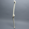 Knee with Three Stretch Tube Ligaments, Full Length, Right