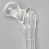 Femur with Canal, Pediatric, Solid Clear Plastic