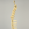 Canine Full Spine, C1 to Pelvis with Flex Rod, Solid Foam