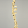 Canine Full Spine, C1 to Pelvis with Flex Rod, Solid Foam