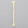 Canine Tibia with Reinforcement, Foam Coritcal Shell, Right