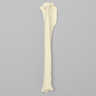 Canine Tibia with Reinforcement, Foam Coritcal Shell, Right