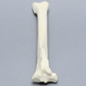 Canine Tibia with Reinforcement, Foam Coritcal Shell, Right