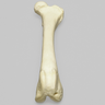 Canine Femur, Solid Foam