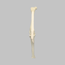 Canine Knee with Ligaments and Pathology