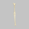 Canine Knee with Ligaments and Pathology