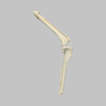 Canine Knee with Ligaments and Pathology