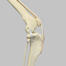 Canine Knee with Ligaments and Pathology