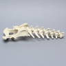 Canine Lumbar Vertebrae with Full Pelvis, Solid Foam
