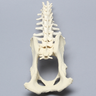 Canine Lumbar Vertebrae with Full Pelvis, Solid Foam