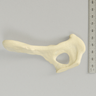 Canine Hemi Pelvis with Vise Attachment (Toy Breed)