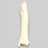 Canine Radius and Ulna, Solid Foam