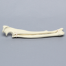 Canine Radius and Ulna, Solid Foam