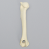 Canine Humerus with Fracture, Foam Cortical, Large