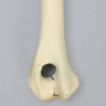 Canine Humerus with Fracture, Foam Cortical, Large
