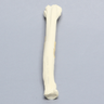Canine Radius with Oblique Midshaft Fracture, Solid Foam, Right
